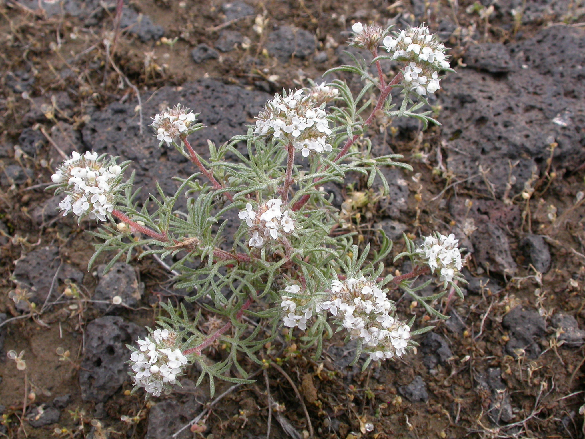 Ipomopsis congesta