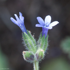 Allophyllum gilioides