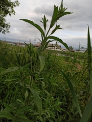 Epilobium hirsutum