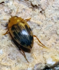 Neoporus dimidiatus