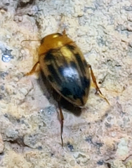 Neoporus dimidiatus