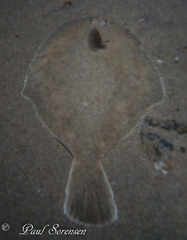 Rhombosoleidae