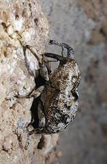 Episcirrus brachialis