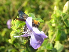 Campsomeriella