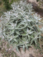 Cirsium argillosum