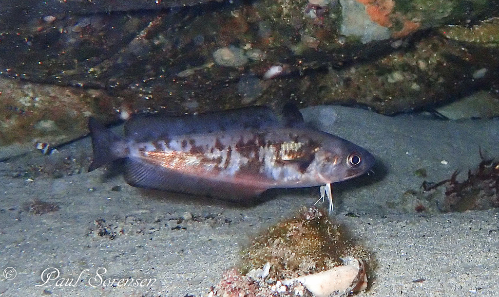 Australian red cod (Fishes of Port Phillip Bay, Victoria) · iNaturalist