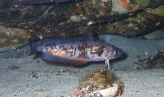 Pseudophycis palmata