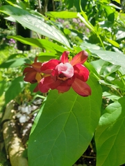 Calycanthus