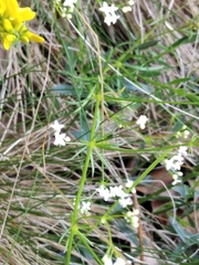 Galium pumilum
