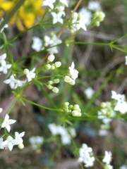 Galium pumilum