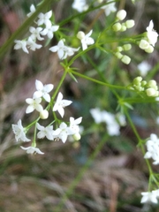 Galium pumilum