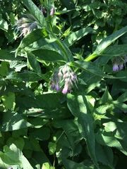 Symphytum × uplandicum