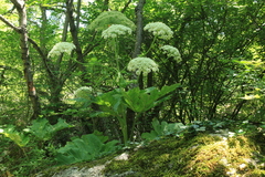 Heracleum stevenii