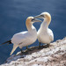 Northern Gannet - Photo (c) Tanja, some rights reserved (CC BY-NC), uploaded by Tanja
