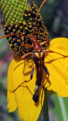 Strangalia virilis