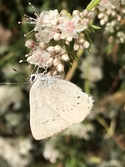 Satyrium sylvinus dryope