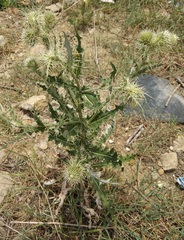 Cirsium echinus