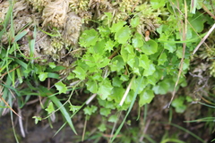 Hesperocodon hederaceus