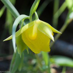 Calochortus pulchellus