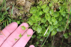 Hesperocodon hederaceus