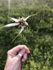 Rhynchospora colorata image