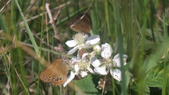 Coenonympha oedippus
