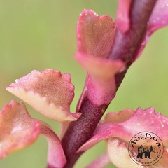 Umbilicus horizontalis