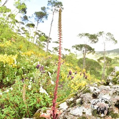 Umbilicus horizontalis