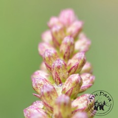 Umbilicus horizontalis