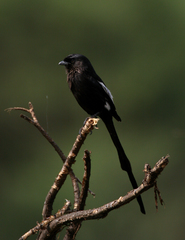 Magpie Shrike photo 5