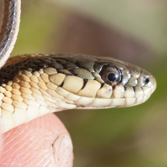 Thamnophis atratus
