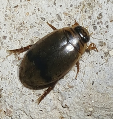 Thermonectus nigrofasciatus
