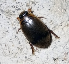 Thermonectus nigrofasciatus