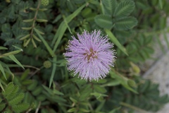 Mimosa nuttallii