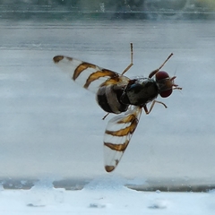 Myennis octopunctata
