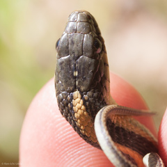 Thamnophis atratus