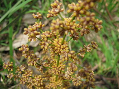 Lomandra multiflora dura