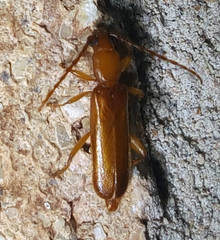 Smodicum cucujiforme