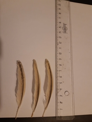 Coturnix
