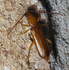 Smodicum cucujiforme