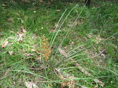 Lomandra multiflora dura