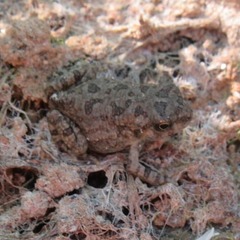 Anura