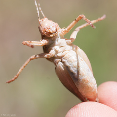 Neduba
