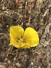 Calochortus clavatus