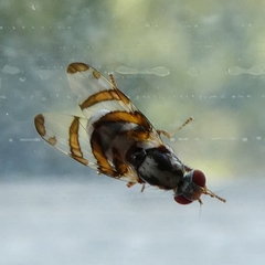 Myennis octopunctata