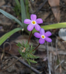 Leptosiphon parviflorus