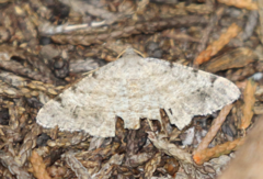 Digrammia pictipennata