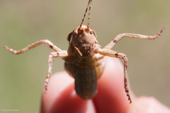 Neduba