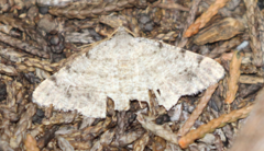Digrammia pictipennata