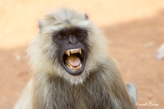 Northern Plains Gray Langur photo 3